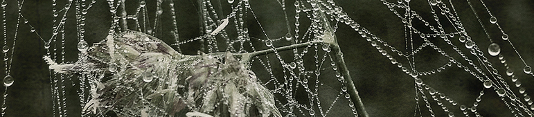 HEADER_FOTOS_2021.jpg