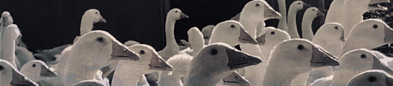 HEADER_KONTAKT_GOOSE.jpg